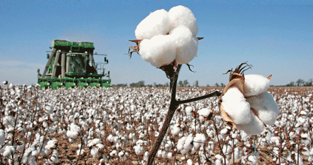 US cotton farmers to receive support