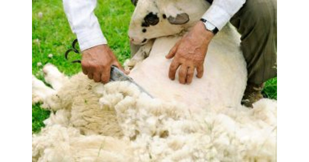 US wool export soars by 24%