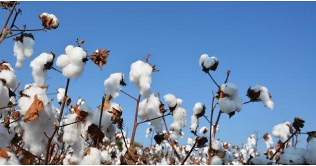 Why cotton scores over synthetics!