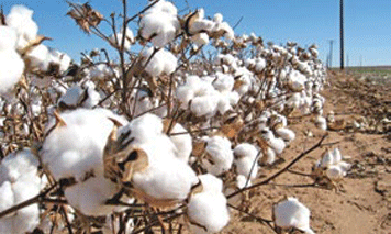 World cotton imports may recover