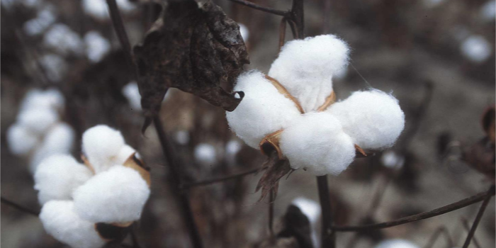 Applied DNA gets patent for cotton fibres tagging