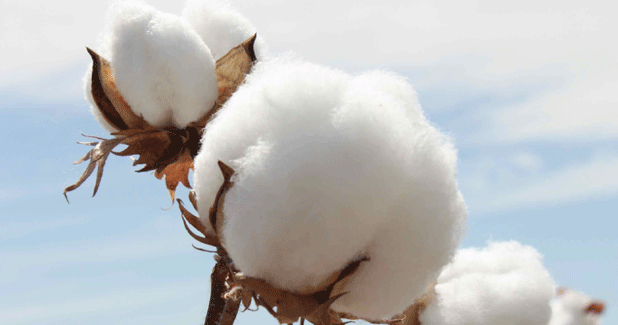 India promotes better cotton growing practices