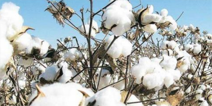 CAI lowers cotton estimate for 2020-21 to 354.5 L bales