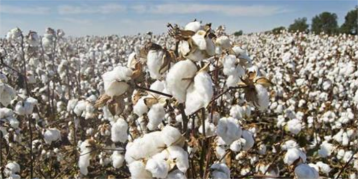 CCI celebrates first ever virtual Cotton Day in India
