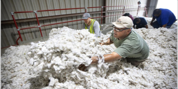 Cotton contamination up reveals ITMF survey