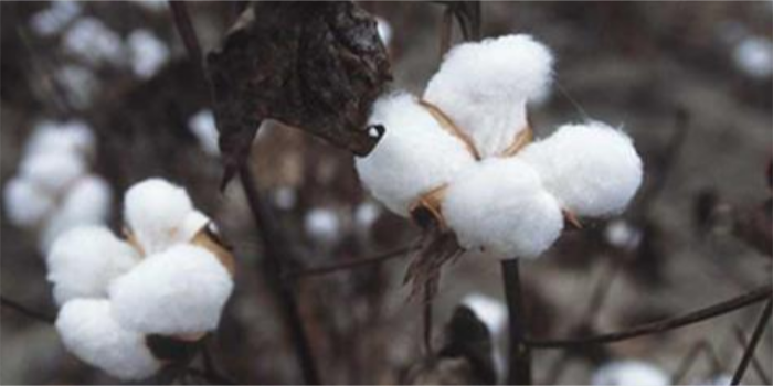 Cotton-growing regions face risk of severe climate