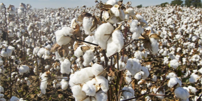 Cotton is superior in destabilising coronavirus