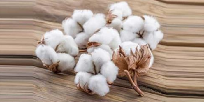 Exporters demand removal of import duty on cotton