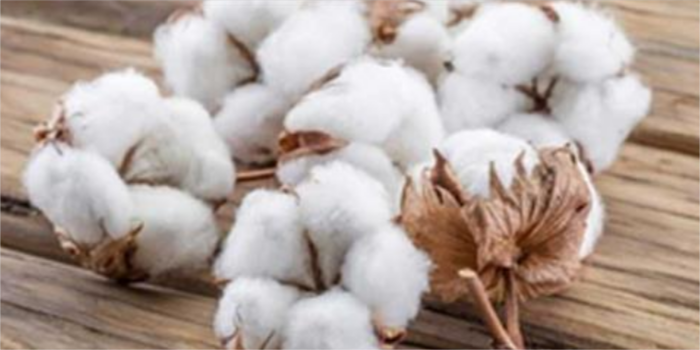 Exports drive cotton consumption in Vietnam
