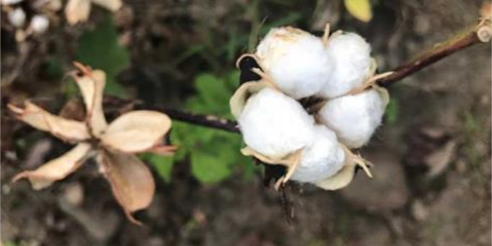 GOTS brings clarity to GMO testing for organic cotton