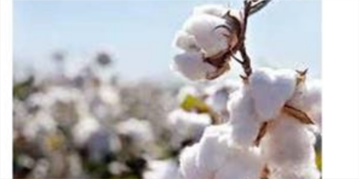 Hohenstein unveils method to detect GMOs in cotton