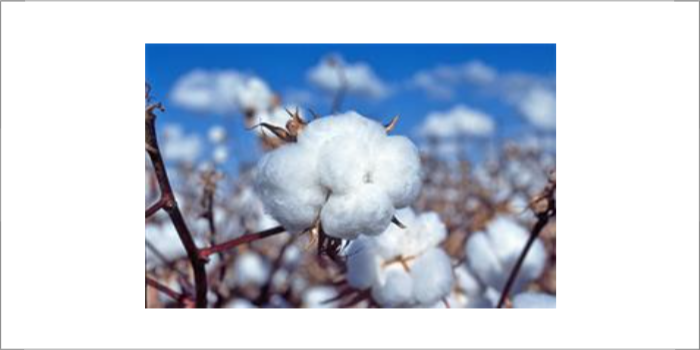 India imposes duty on cotton imports