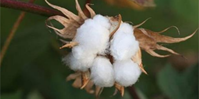 India likely to face cotton deficiency