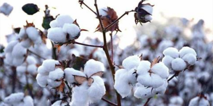 Indian cotton production to enhance this decade