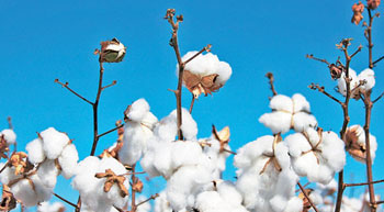 India to produce less cotton this year <br />By Seshadri Ramkumar, Texas Tech University, USA