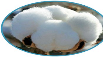 China, US cotton cultivation to dip