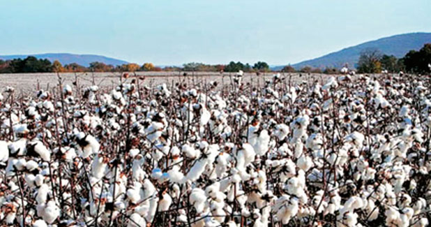 Kenya plans cotton revival