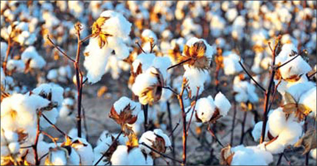 Cotton buying norms eased for MSME