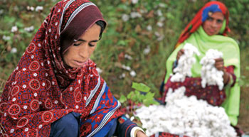 Pak buys record cotton bales from India