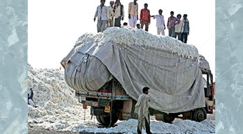 India to export more cotton?