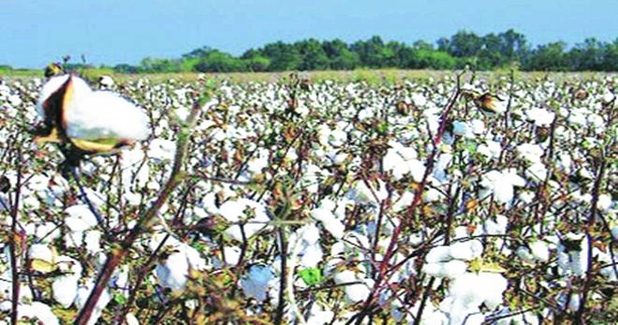 Maharashtra’s cotton strategy to boost textiles