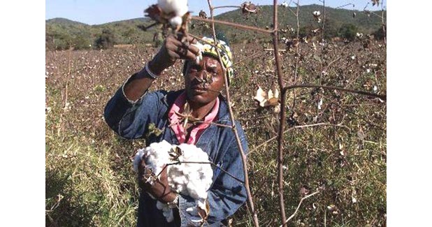 $42-mn subsidy revives Zimbabwe cotton $42-mn subsidy revives Zimbabwe cotton