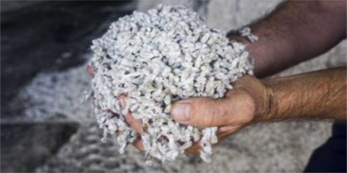 OCA sets new guidelines for non-GM cottonseed producers