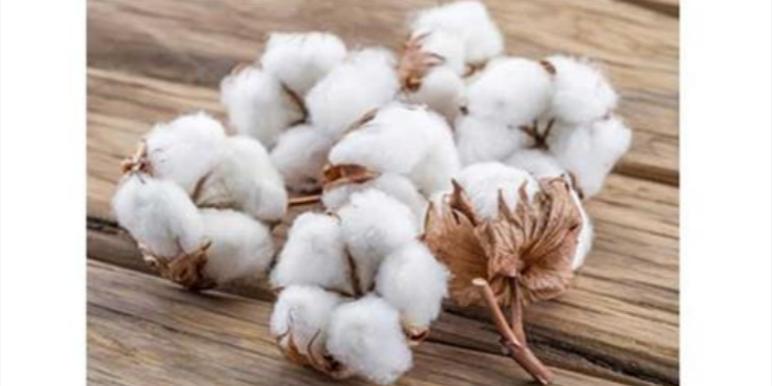 Panic buyer causes cotton prices to rise in Pakistan