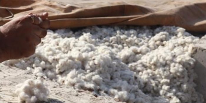 Punjab cotton growers hold back crop, expect price hike