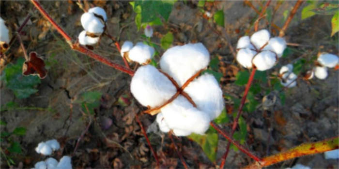 SIMA CD & RA to focus on ELS & organic cotton