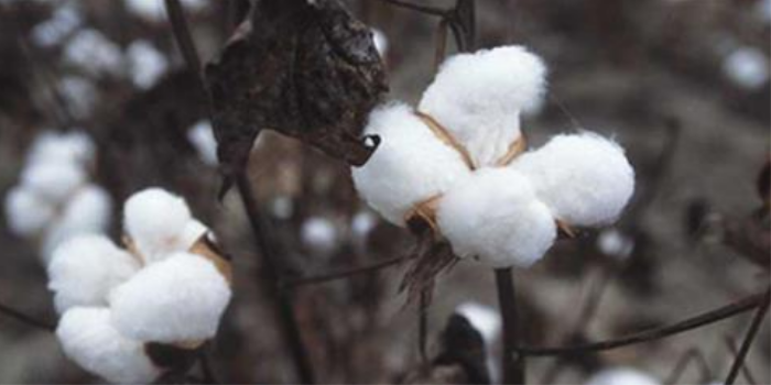 Smriti Zubin: Cotton yarn prices to be studied