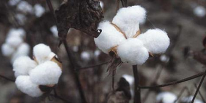 Strong demand and high price of cotton despite lockdown