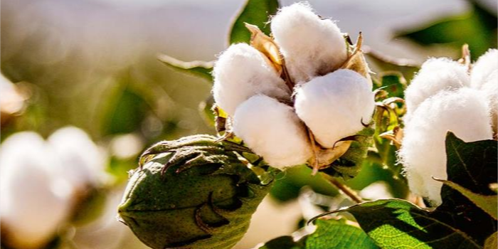 Textile Exchange unveils Organic Cotton Market report
