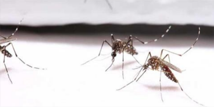 US researchers develop mosquito-resistant clothing