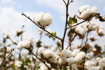 ICF expects India’s cotton production to increase
