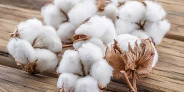 CAI cotton estimate at 356 lakh bales