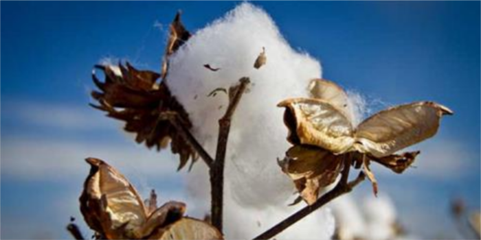 CAI maintains cotton crop estimate for 2020-21 season