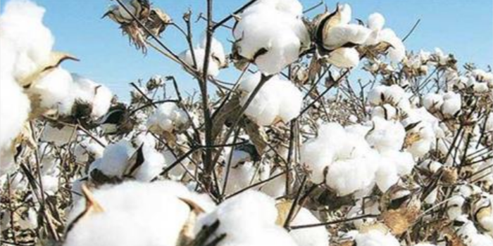 Cotton consumption to increase in 2020-21 as yarn demand go up