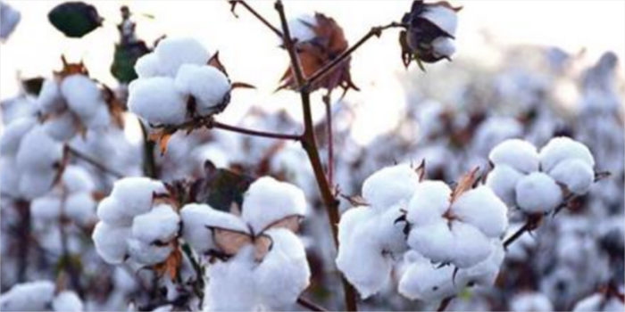 India’s cotton output set to rise