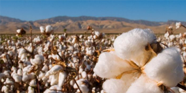 Pandemic leads to surge in demand for sustainable items