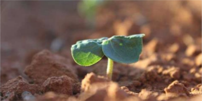 US cotton’s sustainability story starts at the soil