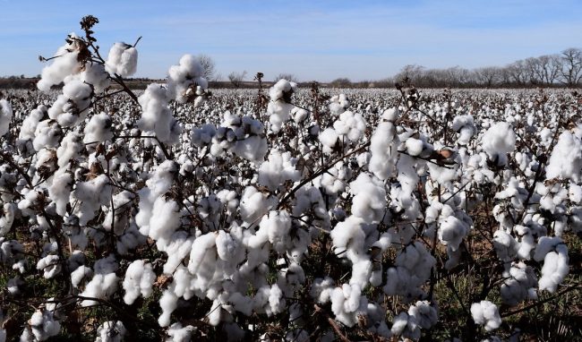 What is sustainable cotton?