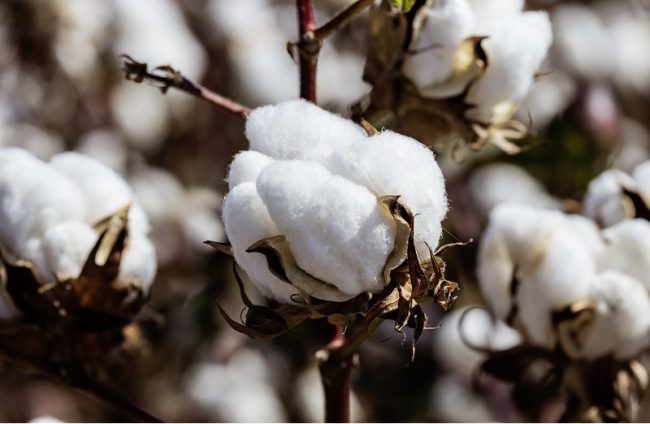 Ukraine crisis: Impact on cotton and textiles sector