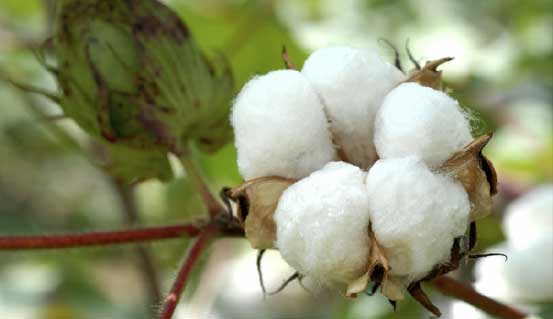 Syngenta to facilitate sustainable growth in cotton