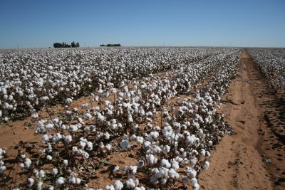 Cotton expected to moderate in the new season