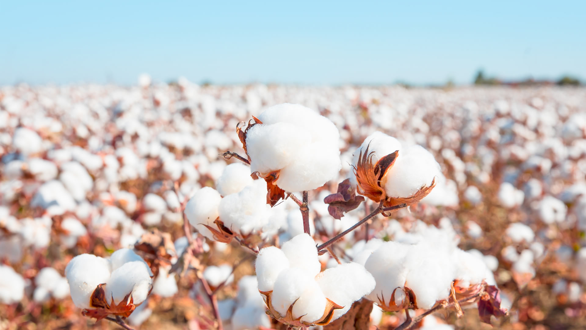 India needs to explore cotton reserves stockpiling
