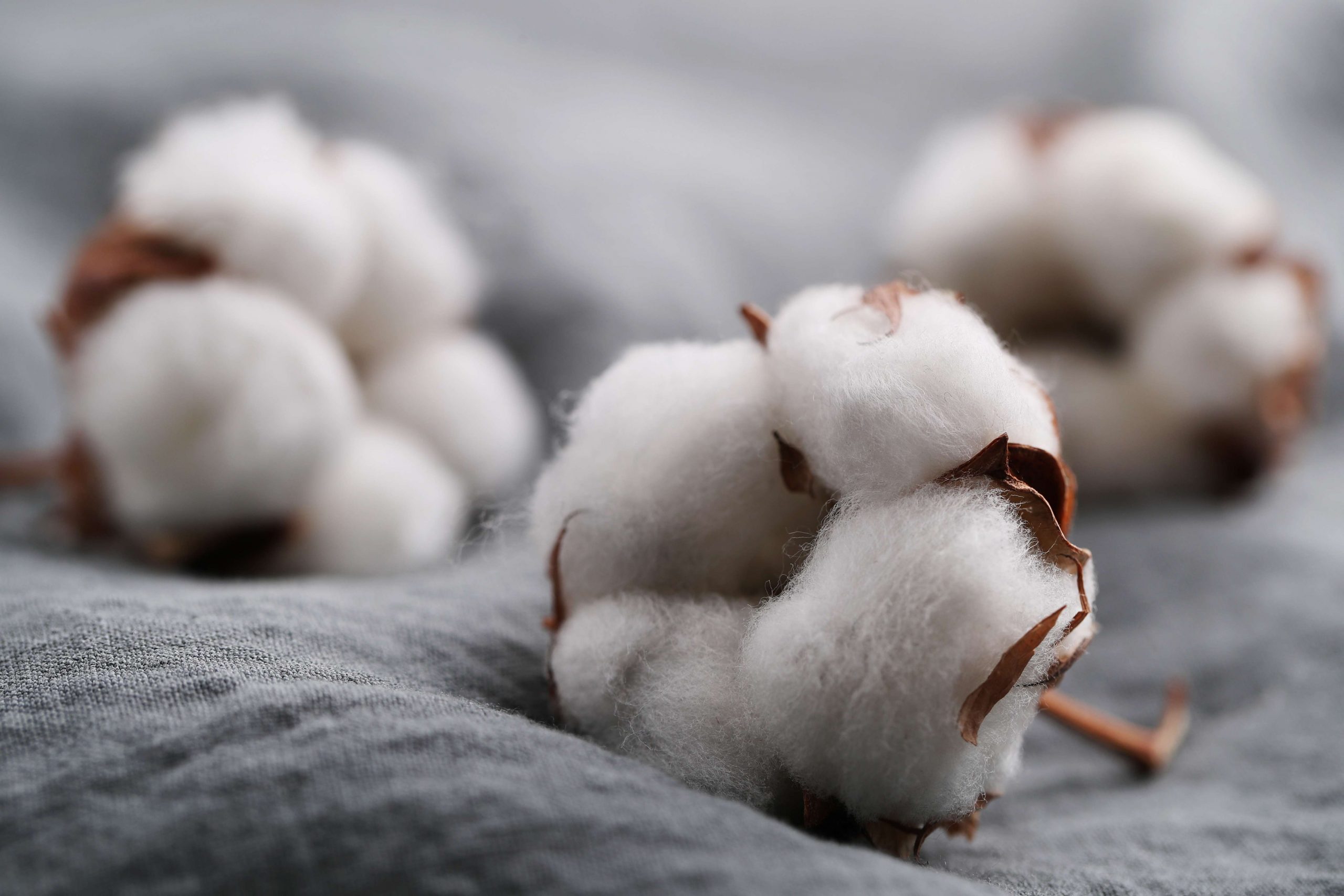 Government urges private sector to boost cotton productivity