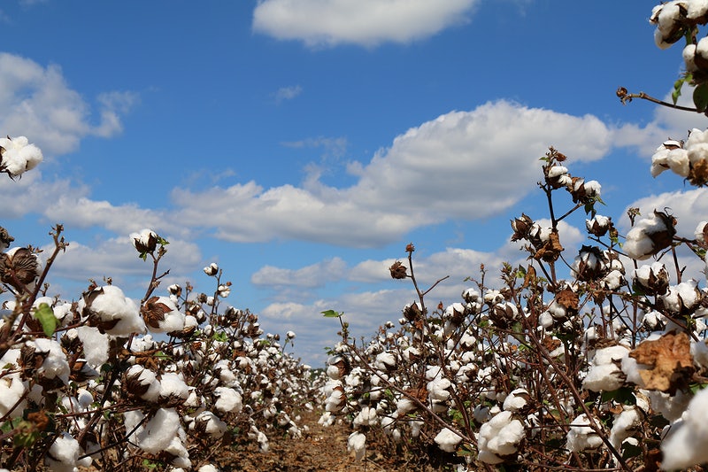 Tamil Nadu mills take firm stand against ICA over delay in cotton delivery