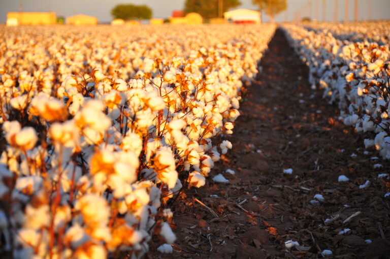 Cotton imports exempted from customs duty