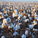 CAI raises India cotton pressing estimate to 339 lakh bales